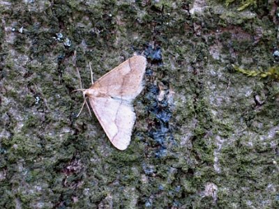 Grote voorjaarsspanner, Agriopis marginaria.JPG